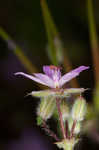 Redstem stork's bill